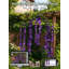 Vigne artificielle Wisteria Vine