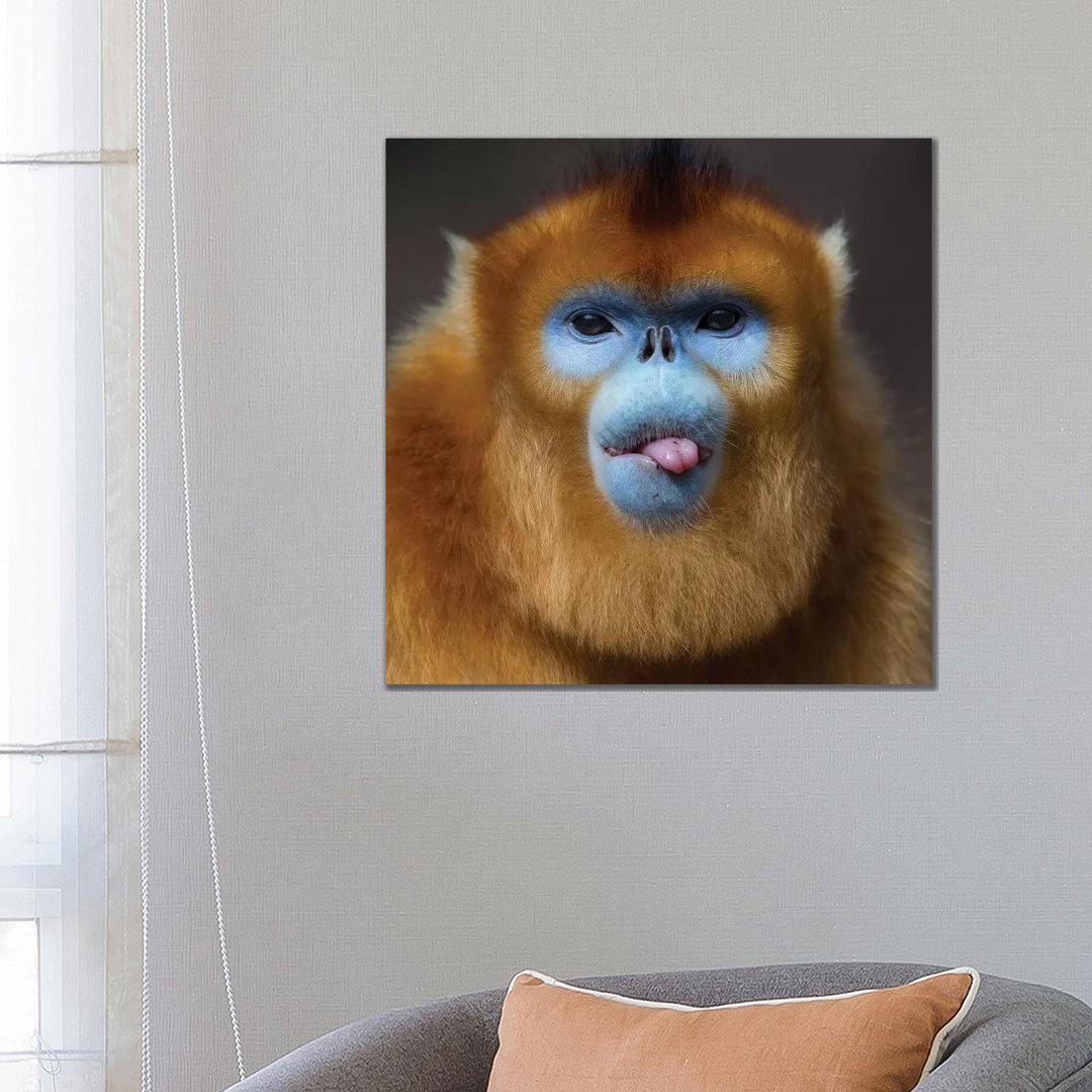 Golden Snub Nosed Monkey Cheeky by Mogens Trolle - Wrapped Canvas Print