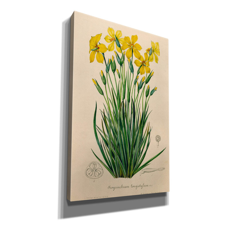"Epis Graffiti" Sisyrinchium Longistile "par Art Licensing Studio, art mural sur toile, H 40 po x l 26 po x P 1,5 po