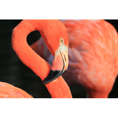 Flamingo's Head In Profile by M-kojot - Wrapped Canvas Print