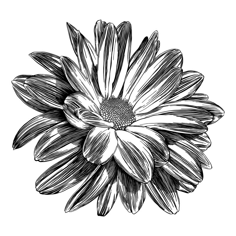 Chrysanthemum Vector Illustration by Andrea_Hill - No Frame Print on Canvas, 30cm H x 30cm W