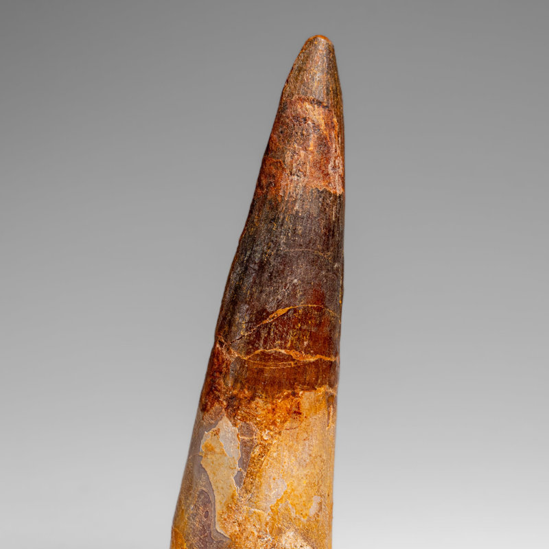 Genuine Natural Large Spinosaurus Dinosaur Tooth (67 Grams)