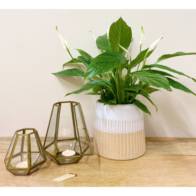 Glass Tabletop Tealight Holder, 10 cm H x 10 cm W x 10 cm D