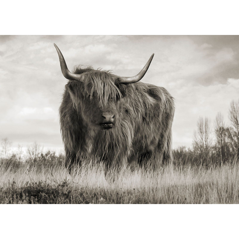 3AP6281 Scottish Highland Cattle (BW) by Pangea Images - Wrapped Canvas Art Prints, 60cm H x 80cm W x 4cm D
