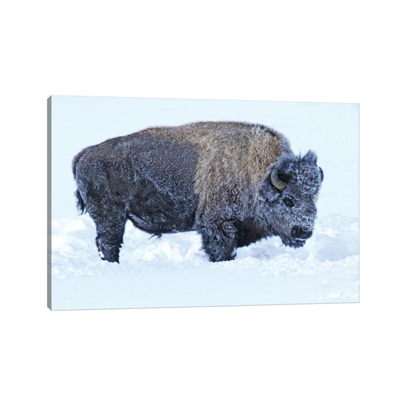 Snow Bison by Brian Wolf - Wrapped Canvas Print, 20.32cm H x 30.48cm W x 1.91cm D