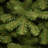 Slim Spruce Christmas Tree-1554242085