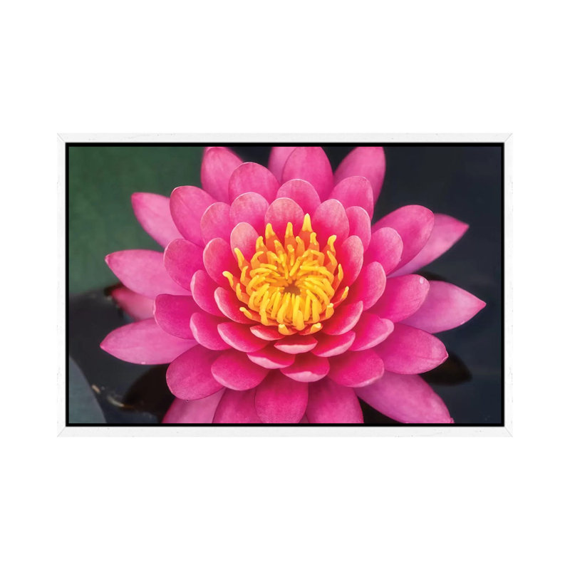 Pink Lotus Flower by Glauco Meneghelli - Print on Canvas, 101.6cm H x 152.4cm W x 3.81cm D, White Framed