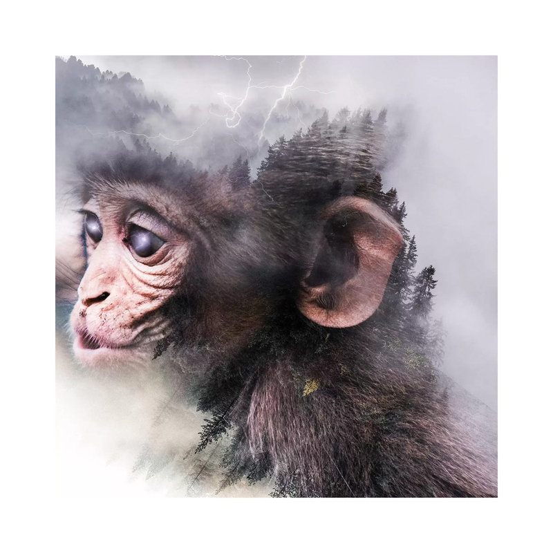 Monkey 1 Piece Wall Art on Canvas, 30.48 cm H x 30.48 cm W, Wrapped Canvas
