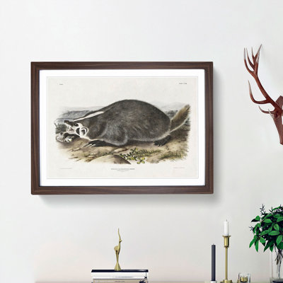 American Badger by J.W. Audubon - Single Picture Frame Painting