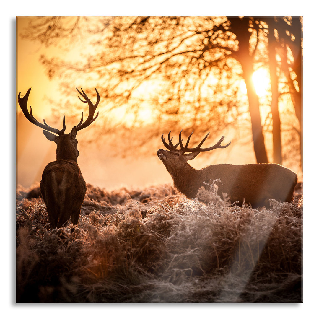 Glasbild Hirsch Rivalen Kämpfen