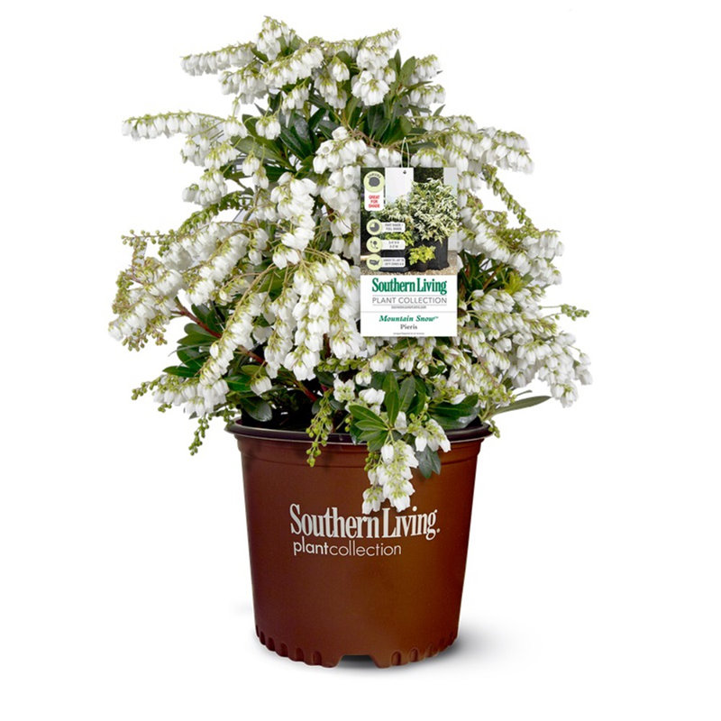 2 Gal. Mountain Snow Pieris - Flowering Evergreen Shrub for Shade to Part Sun