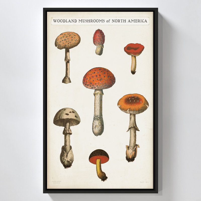 "Mushroom Chart III Light" by Wild Apple Portfolio Print on Canvas in a Floater Frame, 33.5" H x 21.5" W, Black