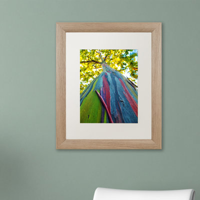 " Rainbow Eucalyptus Tree " by CATeyes