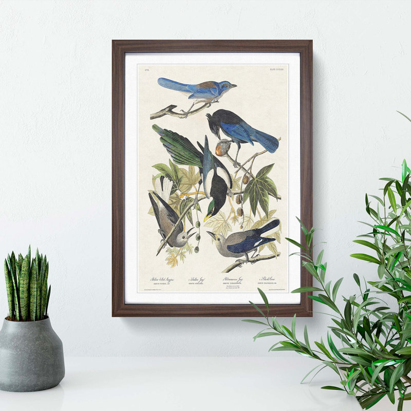 Magpie, Crow & Jay Birds by John James Audubon - Picture Frame Art Print on MDF, 48cm H x 36cm W x 2cm D, Walnut Framed
