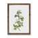 Hawthorn Flowers by Pierre-Joseph Redoute - Single Picture Frame Painting