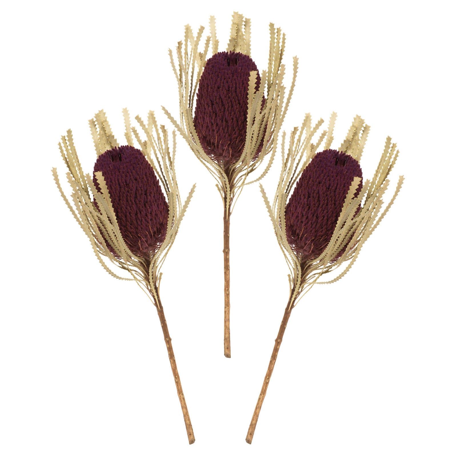 Dried Banksia Floral Stems, Violet