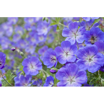 Geranium Flowers - Wrapped Canvas Print