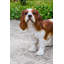 Statue du roi Charles Spaniel debout