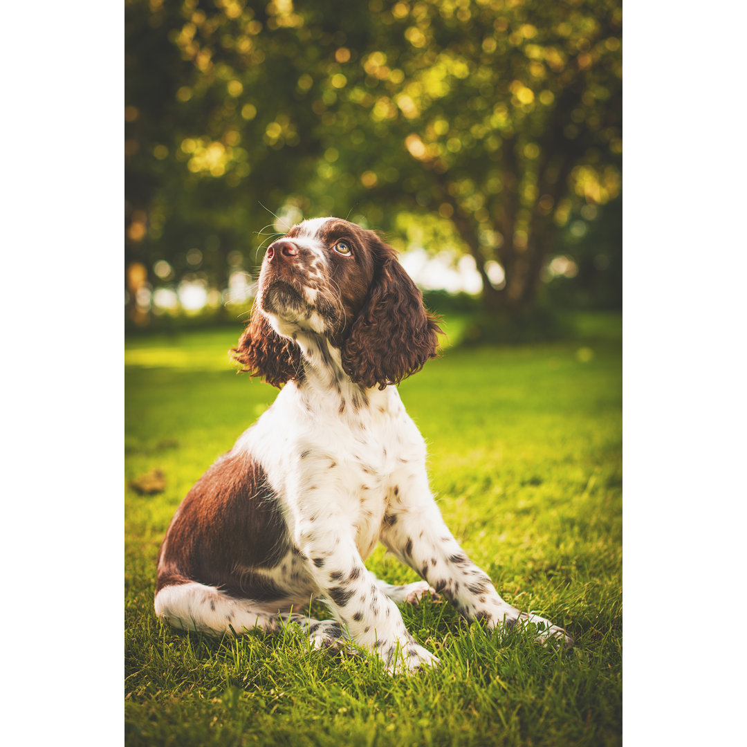 Springer Spaniel Welpe von Knape - Set ohne Rahmen auf Leinwand