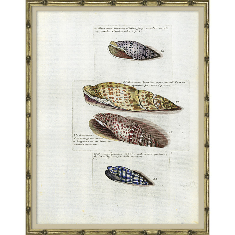 Coquillages de mer - Cadre photo, impression sur papier