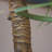 Faux Potted Aloe Tree-32810567