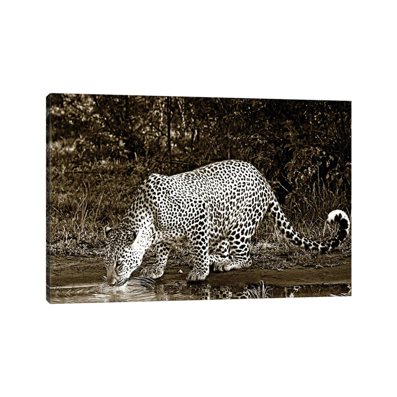 Refreshed Leopard by Klaus Tiedge - Wrapped Canvas Print, 20.32 cm H x 30.48 cm W