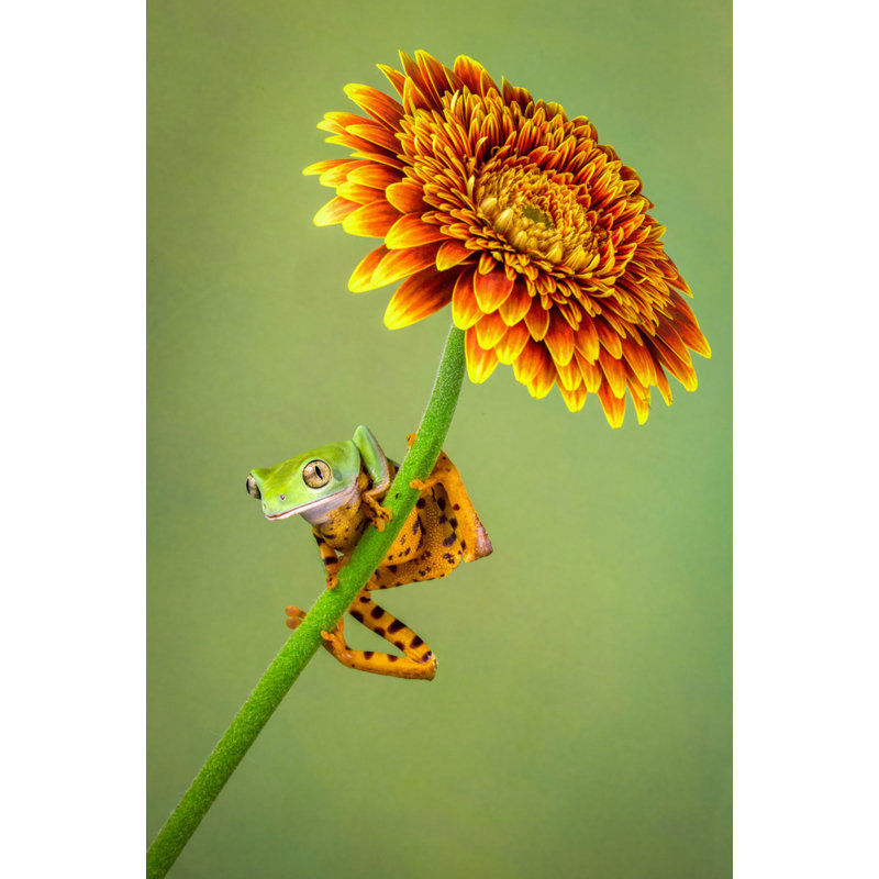 Wrapped Canvas Print, 76.2 cm H x 50.8 cm W