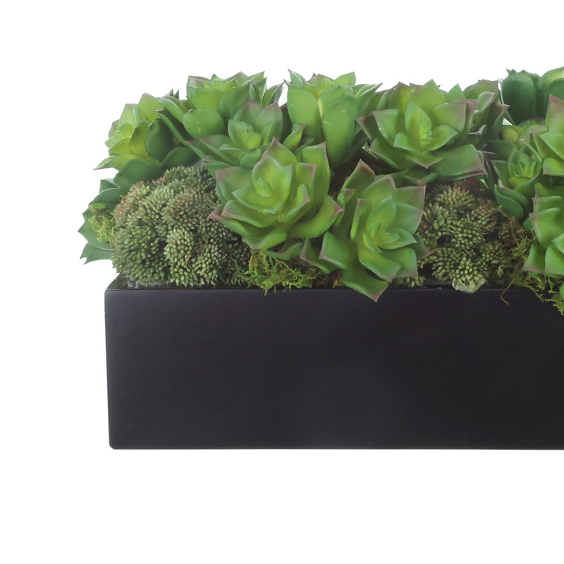 Echeveria et mousse dans un pot en fibre de pierre