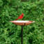 Bain d’oiseaux Heenan Garden