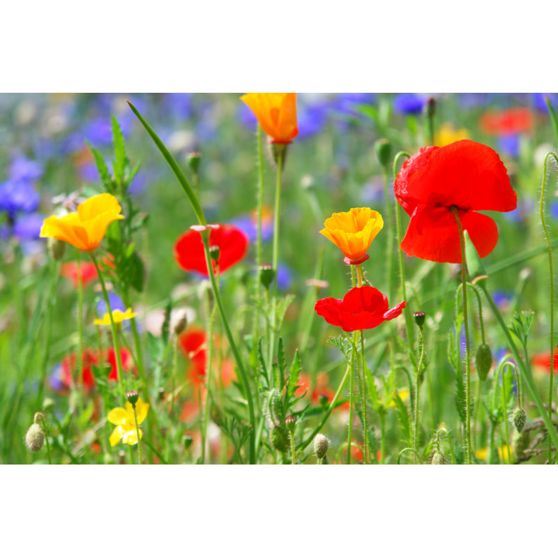 Coquelicots par Snowflock - Photographie sur toile tendue, H 8 po x l 12 po
