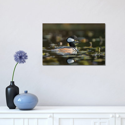 USA, WA. Male Hooded Merganser (Lophodytes Cucullatus) Among Lily Pads on Union Bay in Seattle. 1 Piece Wrapped Canvas Wall Art