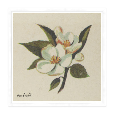 White Blossom II Print
