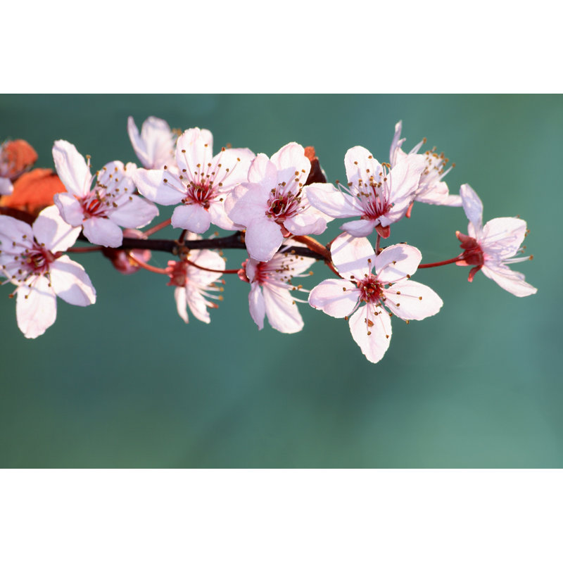 Cherry Blossom - Wrapped Canvas Print, 81cm H x 122cm W x 3.8cm D