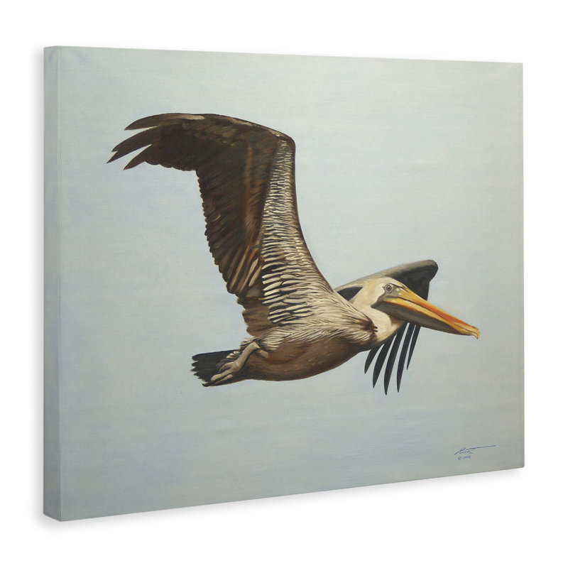 «Brown Pelican in Flight» par D. Rust, H 16 po x l 20 po