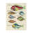 " Renard Tropical Fish III " by Louis Renard-98233272