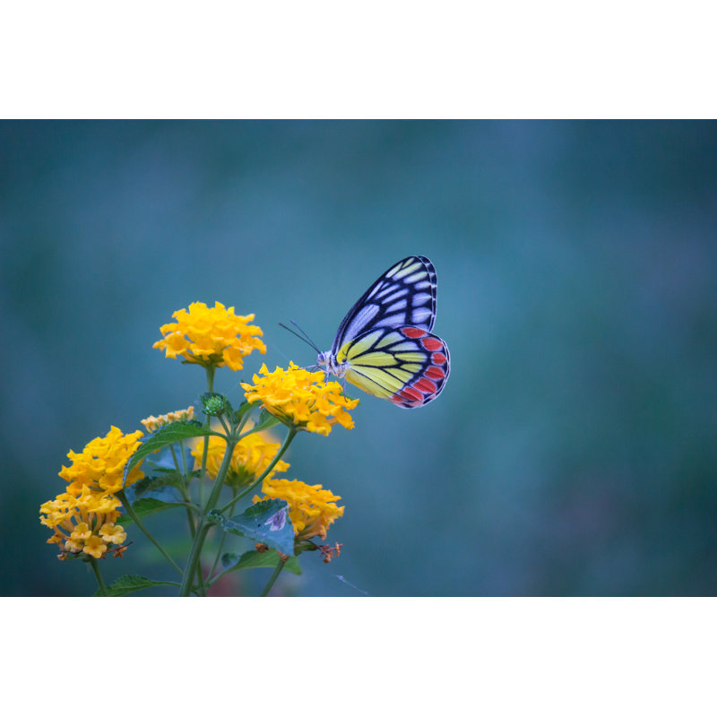 Jezebel Butterfly Sitting - Wrapped Canvas Print, 30cm H x 46cm W x 3.8cm D