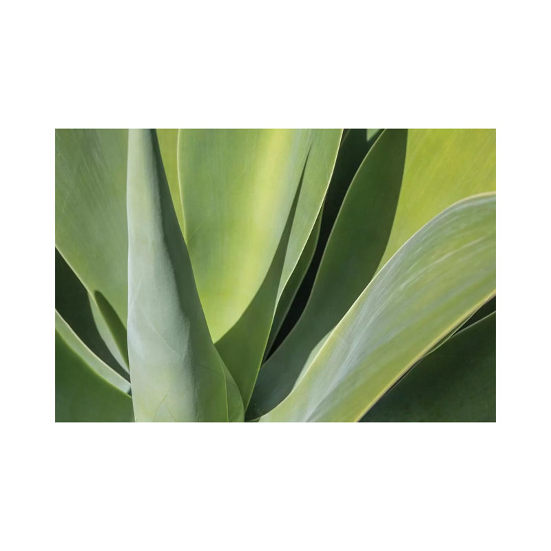 Aloe I by Barbara Markoff - Wrapped Canvas Print, 66.04 cm H x 45.72 cm W