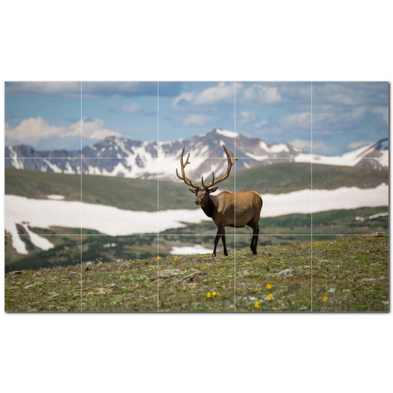 Cerf photo 12 x 12