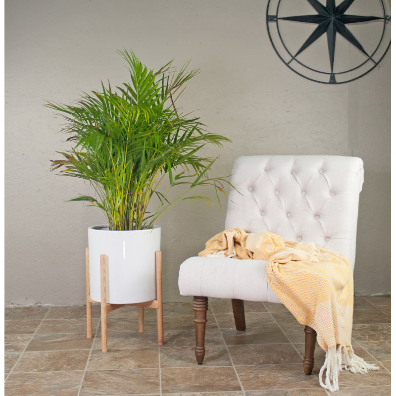 Isabelle Handmade Pot Planter, 23" H X 15.5" W X 15.5" D, White/Beech Natural