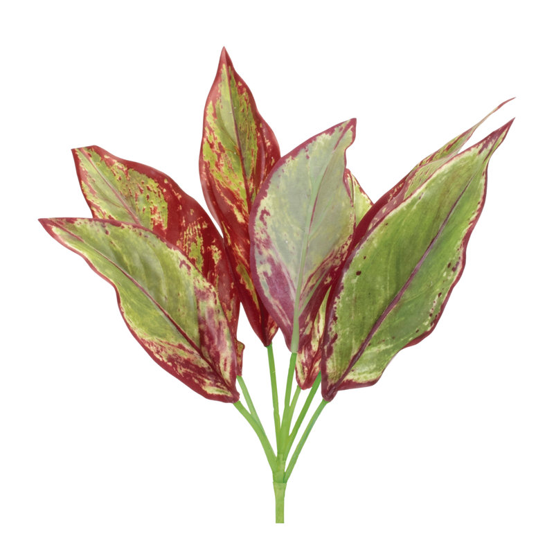 Plante à feuillage panaché (ensemble de 6)