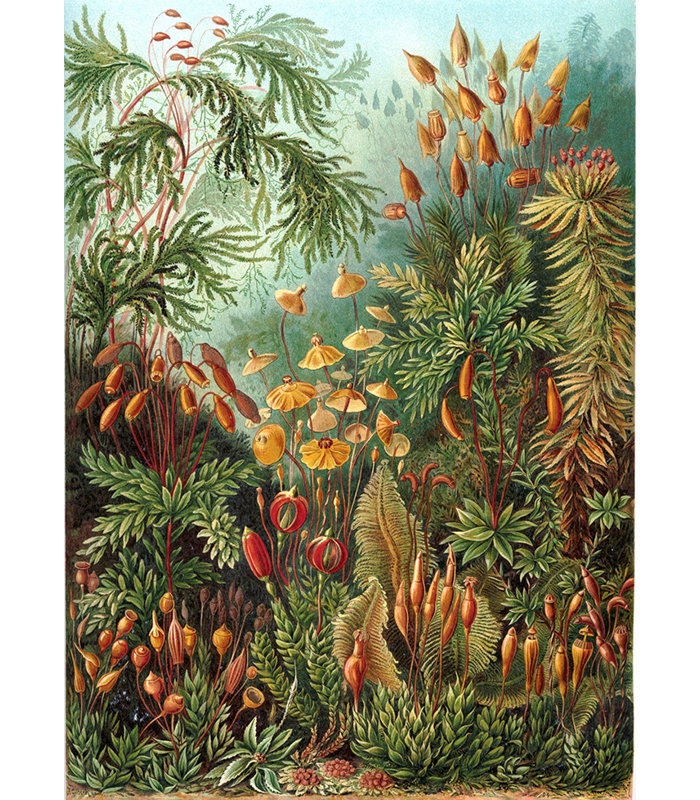 Holbeach Matte Mural, 208 x 146cm
