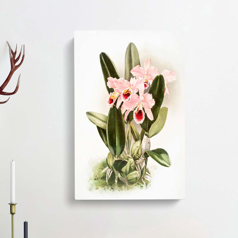 Magnolia Flowers Illustration Tab. 2 by Frederick Sander - Wrapped Canvas Print, 76cm H x 50cm W x 3cm D