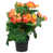 Rose est en rupture de stock