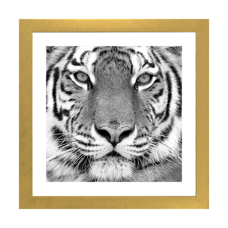«Tiger» par PhotoINC Studio - impression d'art graphique, H 16 po x l 16 po x p 1 po, Papier encadré doré