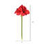 Tige de amaryllis simple
