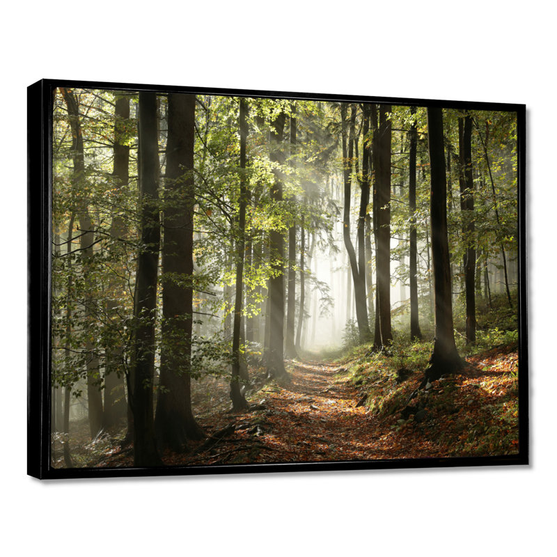 «Green Fall Forest with Sun Rays - Forest», reproduction de photo, H 34 po x l 44 po, Noir, Reproduction avec cadre flottant