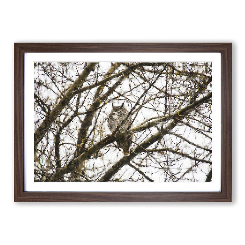 Great Horned Owl Resting - Single Picture Frame Print on MDF, Walnut Framed, 62cm H x 87cm W x 2cm D