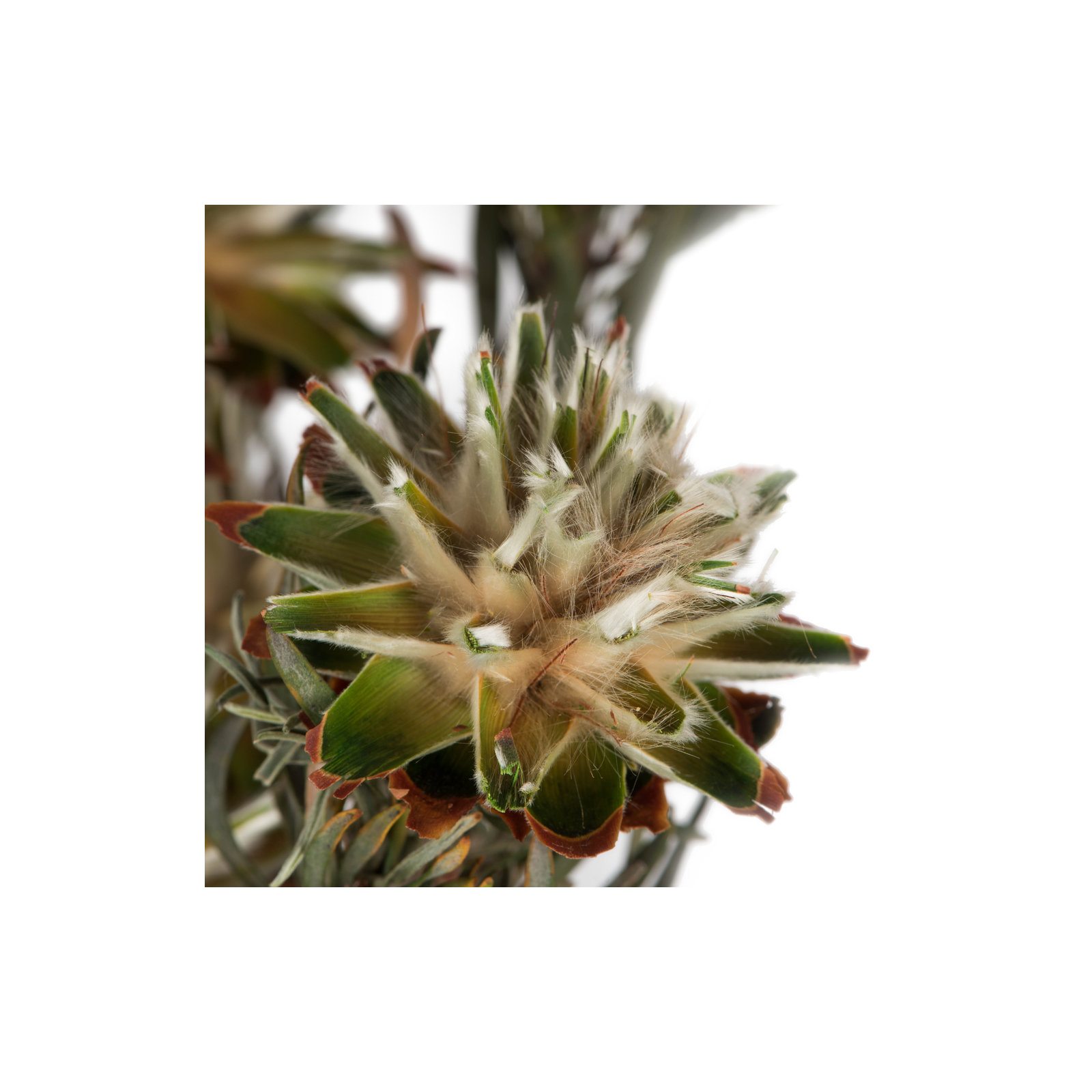 Plumosum Arrangement, Natural