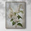 Reproduction encadrée FLORAL Series CCLIX - bois massif-272520480
