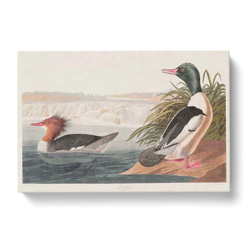 Goosander Ducks - Wrapped Canvas Painting, 35cm H x 50cm W x 3cm D